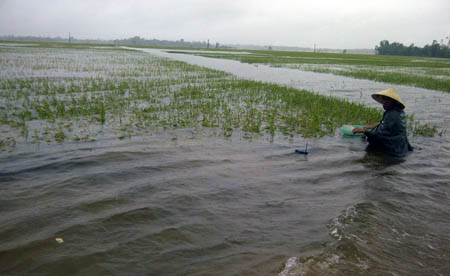 Nghệ[-]An[-]có[-]gần[-]17.000[-]ha[-]lúa[-]trong[-]thời[-]kỳ[-]thu[-]hoạch[-]bị[-]ngâm[-]nước[-]và[-]có[-]nguy[-]cơ[-]mất[-]trắng. 